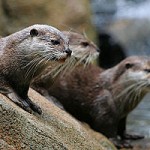 300px-Otters